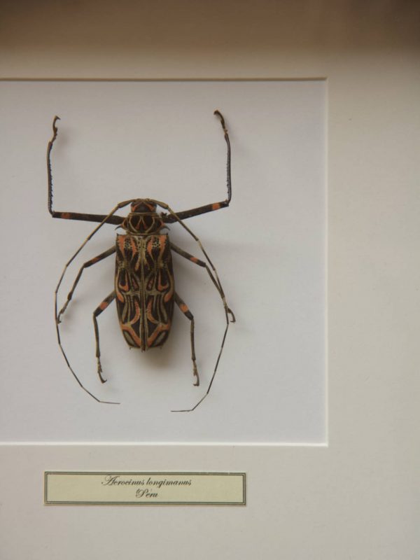 scarabeo