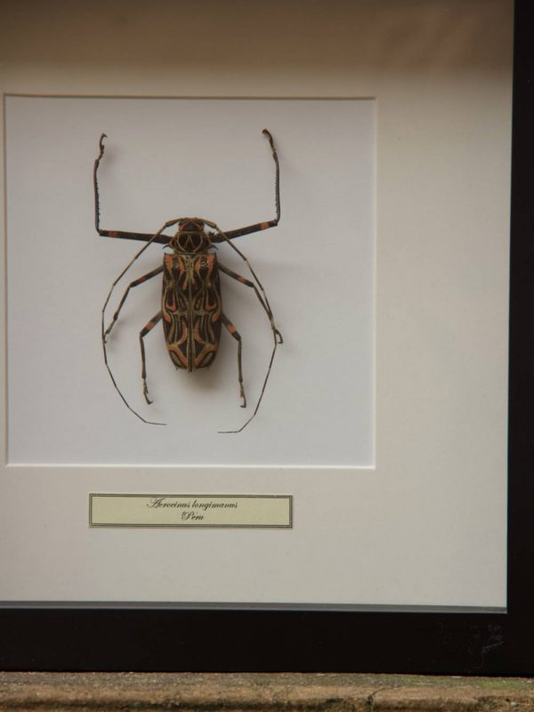 scarabeo